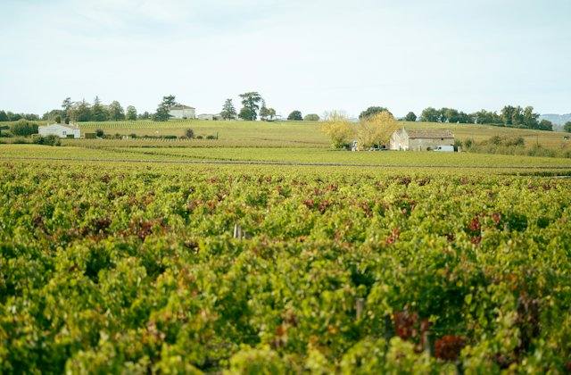 Vineyards with a house in the distance