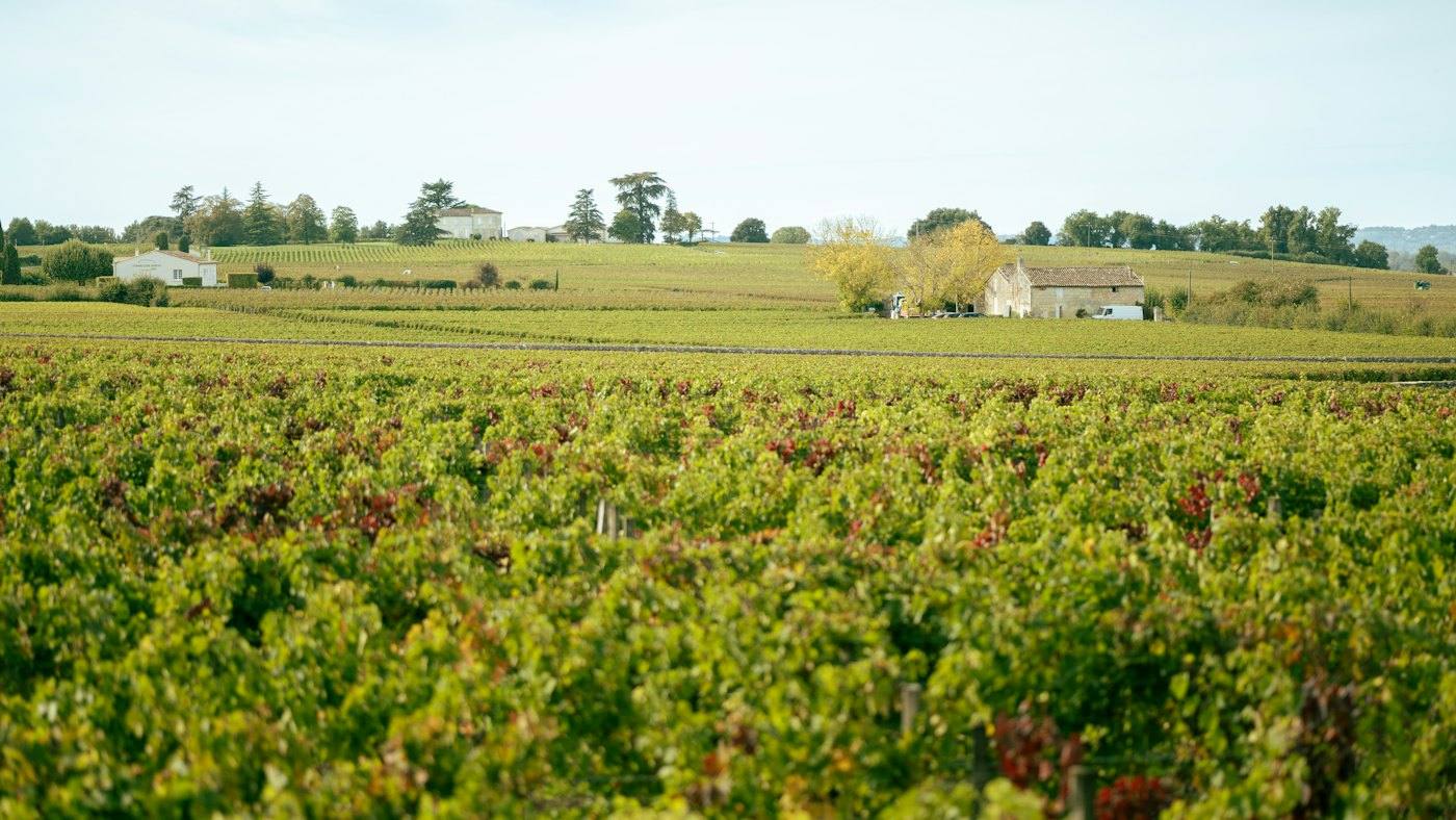 Vineyards with a house in the distance